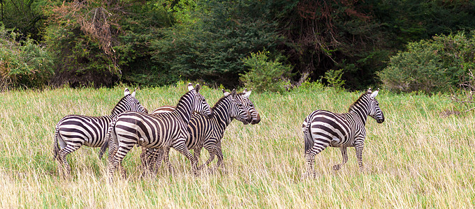 许多斑马横扫肯尼亚的草原图片