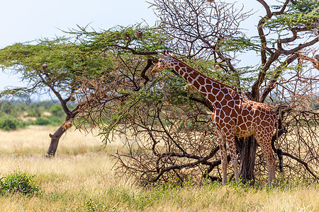 索马里的长颈鹿吃阿卡西亚树叶旅行游戏食草哺乳动物野生动物草地国家衬套脖子荒野图片