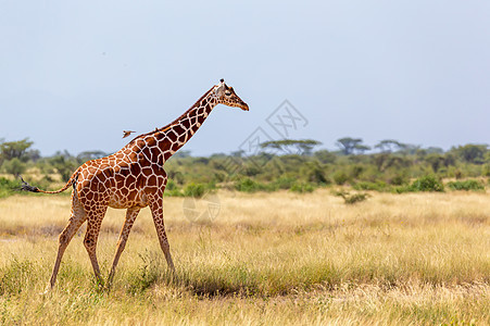 索马里长颈鹿越过一片绿红草地游戏动物旅游野生动物草原旅行国家荒野公园衬套图片