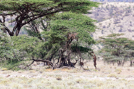 在Kenyan 草原上寻找食物的Gerenuk旅游哺乳动物衬套后肢国家游戏食草野生动物荒野公园图片