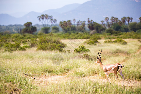 肯尼亚草原上的一些羚羊群公园旅行动物群野生动物动物羚羊马赛生活游戏喇叭图片