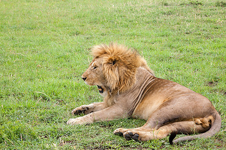 大狮子哈欠 躺在草地上的草地上荒野野生动物动物捕食者男性毛皮丛林哺乳动物食肉力量图片