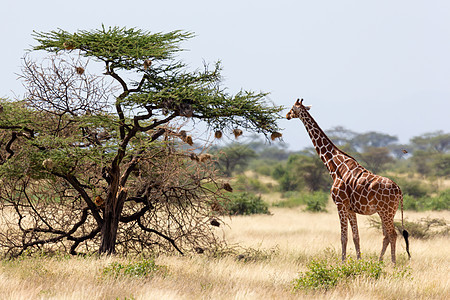 索马里的长颈鹿吃阿卡西亚树叶动物群国家旅行荒野食草衬套哺乳动物天空大草原脖子图片