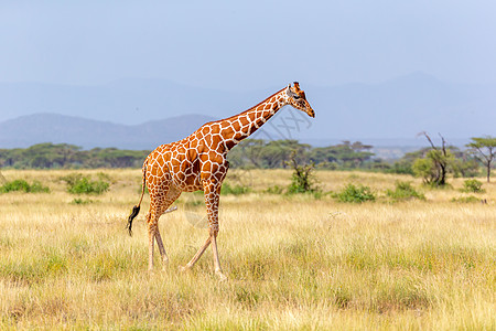 索马里长颈鹿越过一片绿红草地国家游戏野生动物荒野动物群草原大草原脖子食草公园图片