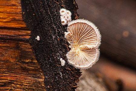 分裂的蘑菇社区 8514图片