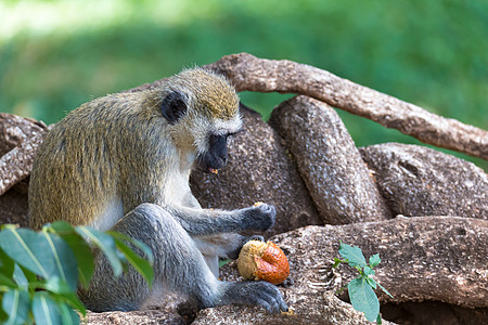 猴子在草地上吃水果荒野旅行热带灵长类丛林食物木头森林动物哺乳动物图片