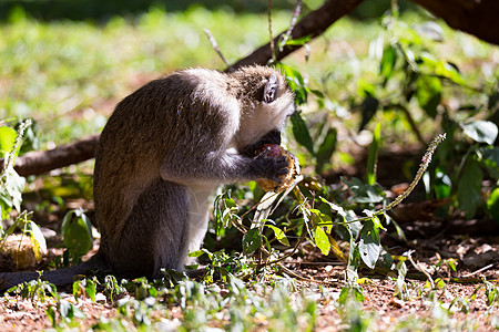 猴子在果实上吃东西食物野生动物公园水果国家木头森林动物灵长类旅行图片