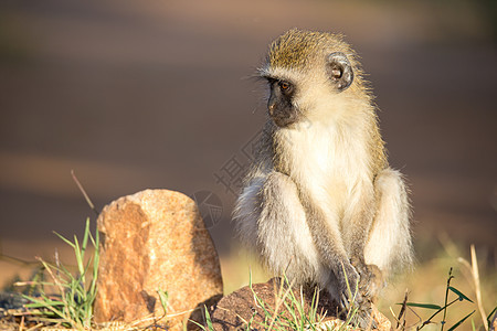 猴子坐着看周围野生动物尾巴卷尾灵长类动物丛林食物松鼠森林热带图片