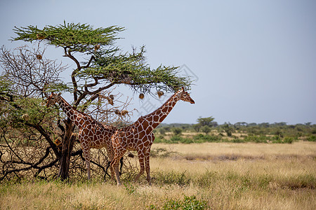 索马里的两只长颈鹿吃阿卡西亚树叶哺乳动物公园脖子动物荒野国家草原衬套天空草地图片