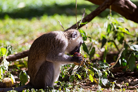 猴子在果实上吃东西食物荒野灵长类水果国家野生动物热带日光森林毛皮图片