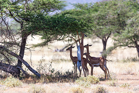 在Kenyan 草原上寻找食物的Gerenuk荒野女性后肢大草原国家栖息地旅游食草羚羊哺乳动物图片