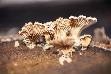 分裂的蘑菇社区 8526图片