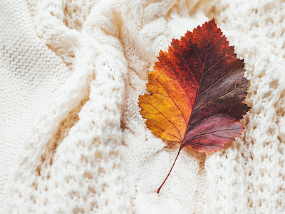 手头上的明亮多彩的秋叶 制造了有线紧身毛衣叶子开襟衫纺织品手工织物衣服针织乡村绞花橙子图片