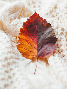 手头上的明亮多彩的秋叶 制造了有线紧身毛衣乡村白色针织绞花开襟衫手工织物橙子衣服服装图片