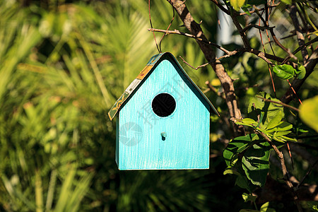 柠檬树上挂着水蓝色金属鸟屋鸟舍房子蓝鸟热带风格庭院庇护所嵌套装饰野生动物图片