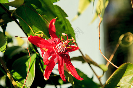 红红红绿火辣花藤红花植物花瓣红色花园热带藤蔓图片