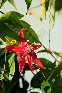 红红红绿火辣花藤花园红花热带藤蔓植物花瓣红色图片