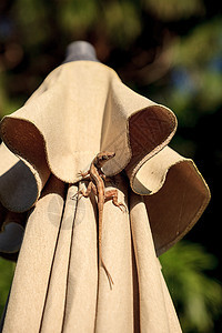 棕色古巴阿诺丽阿诺利斯挂在棕色布料上动物栖息爬行动物变色龙手表爬虫疱疹蜥蜴野生动物尾巴图片