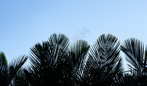 美丽的天空背景上的秋叶棕榈树叶图片