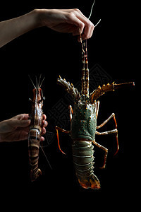 手持新鲜生虎大虾和龙虾的女子厨师海鲜海洋美食甲壳热带真实性餐厅动物食物图片