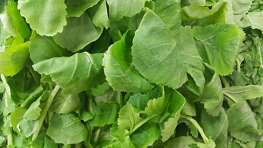 近距离观看菠菜蔬菜的红绿叶子 植物本底食物减肥草本植物种植香料素叶深绿色营养美食叶菜类图片