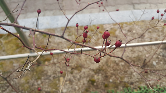 紧近地看见狗玫瑰灌木丛 树枝上挂着红莓子天气食物红色荒野植物水果草本植物浆果衬套宏观图片
