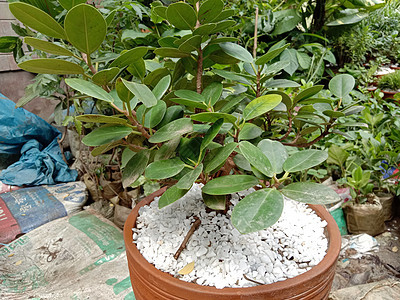 花盆上的绿树场地草地天气场景天空木头松树地平线空地树木图片