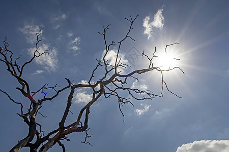 冬天无叶的树枝涂鸦孤独橡木季节插图艺术分支机构环境森林天空图片