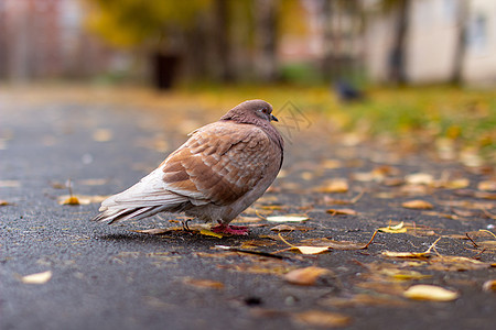 城市秋天沥青上美丽的鸽子棕色和白彩色路面街道野生动物羽毛生活眼睛翅膀小鸟荒野自由图片