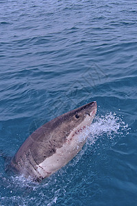 南非甘斯巴伊大白鲨鲨鱼牙齿野生动物避难所食肉生态动物学生物生物学荒野图片