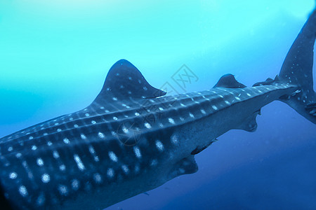 厄瓜多尔加拉帕戈斯国家公园鲸鲨鱼 达尔文和沃尔夫群岛文化遗产潜艇多样性动物海洋野生动物动物学潜水生态环境图片