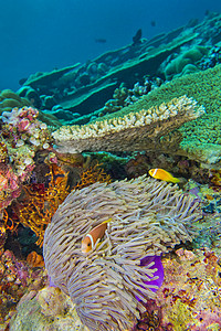 南阿里环礁 马尔代夫潜水脊椎动物潜艇热带环境两栖多样性毒液野生动物荒野图片