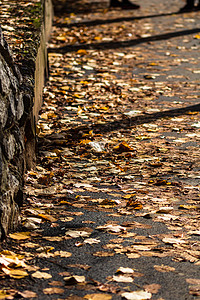 选择性地关注秋叶落叶覆盖的湿道森林公园晴天框架树木金子季节树叶落叶橙子图片