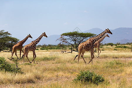 肯尼亚热带草原的长颈雀和树丛中有许多树木和灌木公园荒野哺乳动物旅游马赛天空野生动物草原动物草地图片