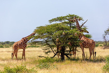 索马里的两只长颈鹿吃阿卡西亚树叶公园大草原动物群荒野野生动物旅游哺乳动物天空草地国家图片