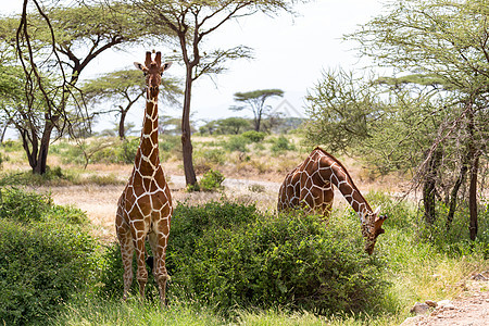 一个长颈鹿群体吃着树的叶子旅游动物树叶公园哺乳动物脖子衬套食草旅行荒野图片