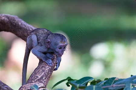 一只猴子爬上树枝热带丛林文化公园旅游动物园访问女性长尾野生动物图片
