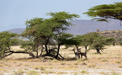 在Kenyan 草原上寻找食物的Gerenuk衬套公园荒野羚羊旅游哺乳动物后肢栖息地国家大草原图片