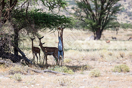 在Kenyan 草原上寻找食物的Gerenuk野生动物女性栖息地羚羊游戏荒野公园动物衬套国家图片
