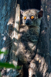小狐猴藏在树的空洞里 手表灵长类热带公园动物群眼睛哺乳动物生活隐藏丛林鼻子图片