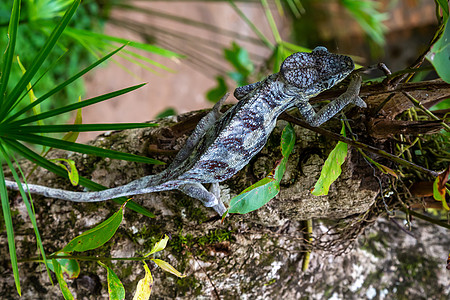 在马达加斯加的雨林中 变色龙沿着树枝移动生态尾巴彩虹宠物动物宏观情调野生动物动物群皮肤图片