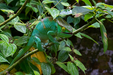 在马达加斯加的雨林中 变色龙沿着树枝移动国家彩虹异国螺旋热带蜥蜴尾巴角叶生态容器图片