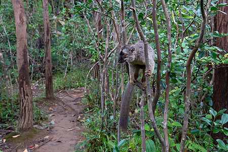 棕色马基狐猴在树上弹起荒野丛林情调橙子榆树雨林哺乳动物动物公园手指图片
