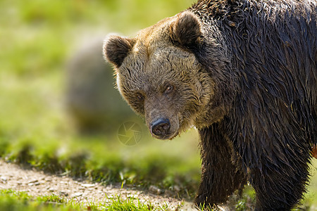 野生草地上的大棕熊荒野危险木头食肉哺乳动物动物野生动物动物群捕食者自然图片