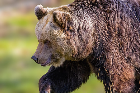 野生草地上的大棕熊哺乳动物公园木头食肉动物毛皮荒野自然野生动物捕食者图片