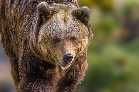 野生草地上的大棕熊动物园哺乳动物公园动物群野生动物毛皮木头捕食者食肉动物图片