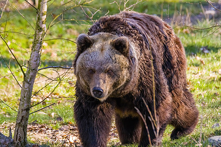 野生草地上的大棕熊森林木头自然危险捕食者野生动物荒野食肉动物毛皮图片