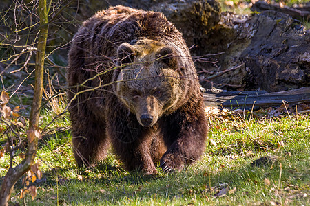 野生草地上的大棕熊哺乳动物公园木头森林捕食者野生动物食肉自然动物园动物图片