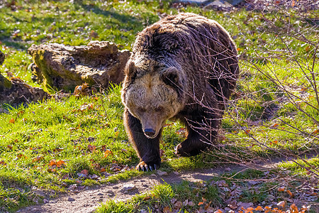 野生草地上的大棕熊动物园动物毛皮自然哺乳动物危险荒野森林野生动物食肉图片