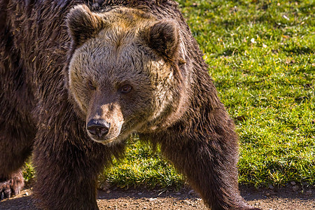 野生草地上的大棕熊捕食者森林毛皮动物群木头哺乳动物危险食肉公园动物图片
